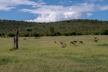 Naklejka premium Gazelle