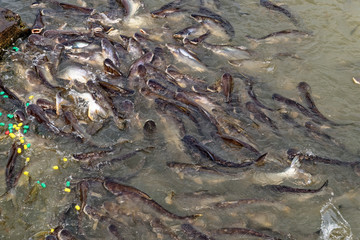 Feeding catfish at Wat Phanan Choeng Temple