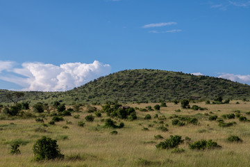 Obraz premium SafaRI