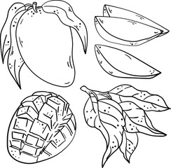 Contour vector illustration with mango, parts, slices and branch with leaves on white background. Good for printing. Coloring book ideas. Postcard and logo elements. Isolated set.