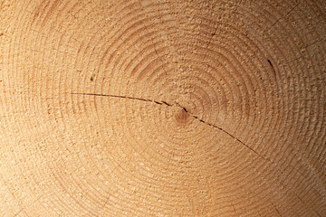 Detailed texture of annual ring on wooden beam
