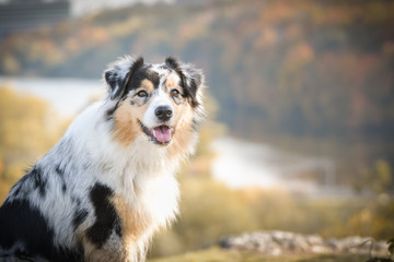 Portrait of Australian shepherd, who is standing in rock under the them is lake. Amazing autumn photoshooting in Prague.