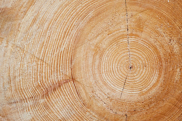 Naklejka premium Detailed texture of annual ring on wooden beam