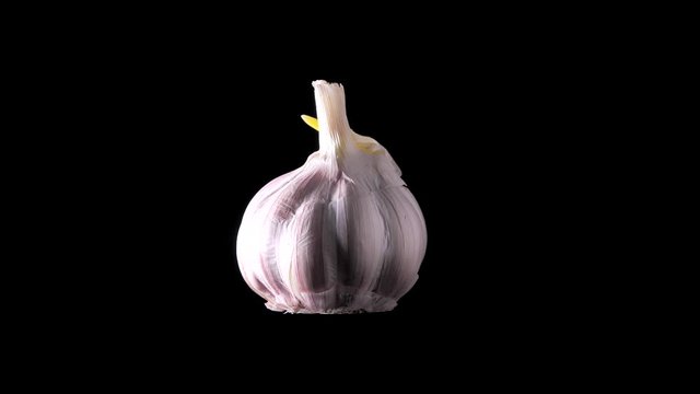 Macro shot of high quality garlic vegetable. Prepearing for cooking. Prevention of Coronavirus or COVID-19. Good for immunity