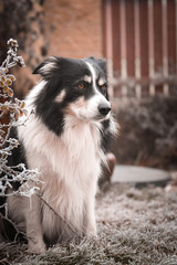 Naklejka na ściany i meble Adult male of border collie is sitting in frozen grass He is so cute. Winter in Prague.