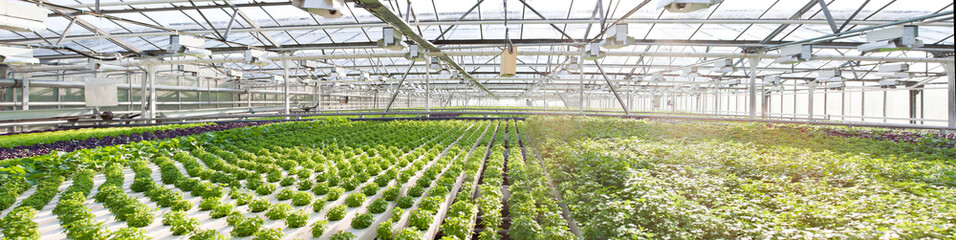 Panoramic view for salad plants growing inside a modern greenhouse