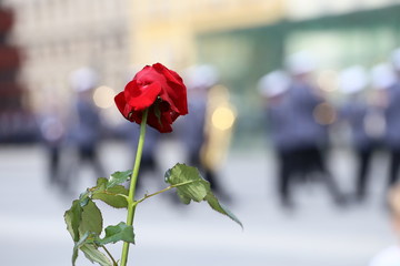 Czerwona różna na niebieskim.  © FotoDax