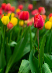 Lot of red and yellow tulips in garden