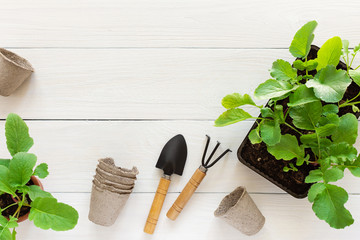 Young green seedlings of radish in pots on a wooden background ,small eco pots and trowel and garden shovel, transplanting seedlings, pricking out