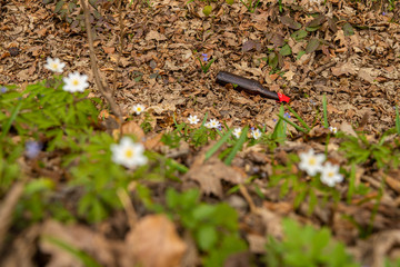 A dirty and empty glass bottle is lying on the ground in a forest near the green leaves and white frowers.