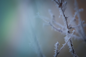 Frozen branches in winter time. This frost make so nice creature.