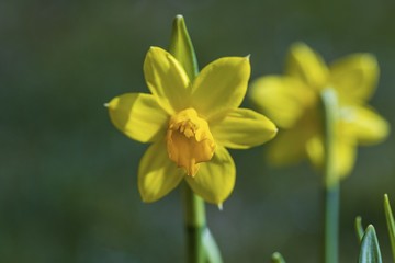 Beautiful view of flowers daffodils isolated on  background. Gorgeous nature backgrounds.