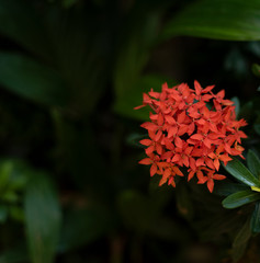 red flower in garden