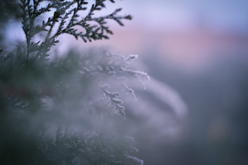 Frozen branches in winter time. This frost make so nice creature.