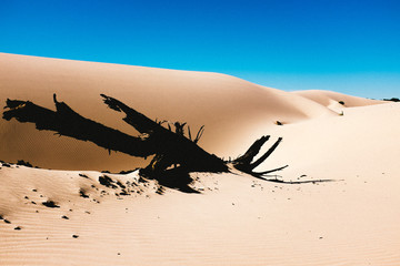 tree sand dune