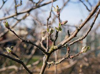 Fruit tree branch with buds and young leaves in spring. Close up macro