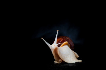 Snail on a black background. Achatina giant snail. Mollusk.