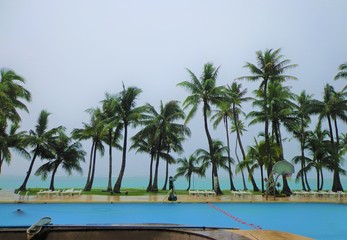 Palms  by the pool