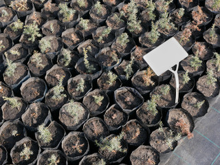 Many young coniferous plants in black pots in a nursery garden. View from above. Copy Space