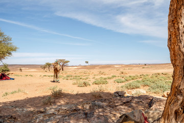 Dromedary camel in the oasis on Sahara Desert in Morocco, Africa