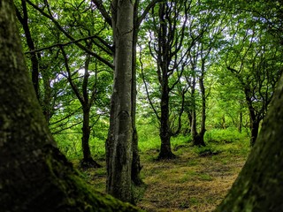 forest in the morning