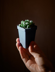 Cacti succulent Haworthia Cooperi in a ceramic terracota pot is glowing under hard light holding hand