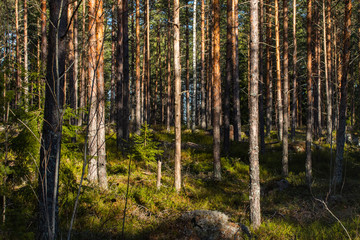 Beautiful pine forest in warm February, Finland,