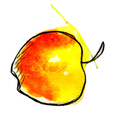 watercolor yellow-red apple lies on its side sketch