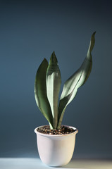 Cacti succulent Sansevieria Moonshine in a white pot lighted with sunlight