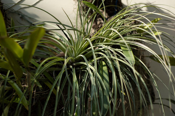 green grass in the morning