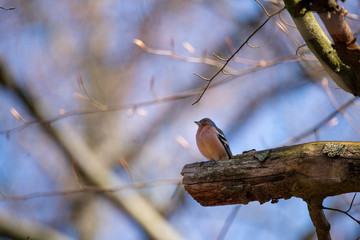 portrait of a beautiful chaffinch sitting and singing in the tree