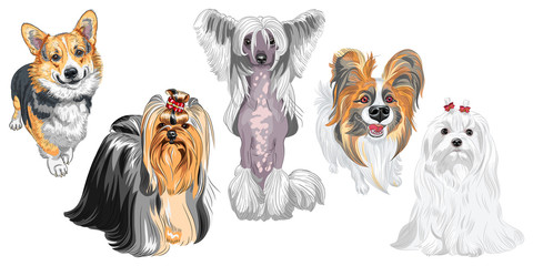 Set of dogs. Maltese, Hairless Chinese crested dog, Pembroke Welsh corgi, Yorkshire terrier with exhibition haircutcute, Papillon with long ears