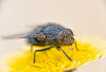 Detail of a fly.