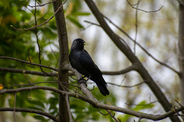 Jackduw close up in a tree