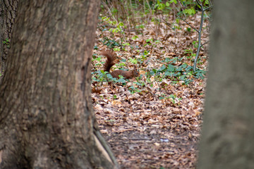 Brown squirel in the forest, Bruges, Belgium