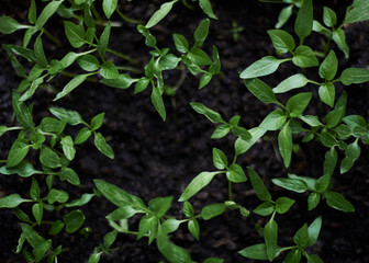 Close-up picture of seedling of tomatoes and peppers on the windowsill in spring. Flat lay picture of green plants in the ground. Natural background texture.
