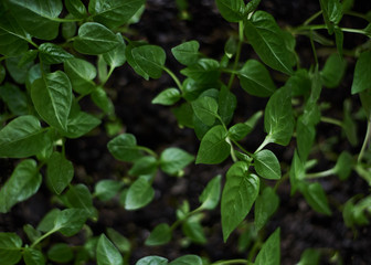 Close-up picture of seedling of tomatoes and peppers on the windowsill in spring. Flat lay picture of green plants in the ground. Natural background texture.