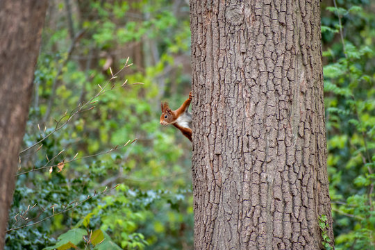 Brown squirel in the forest, Bruges, Belgium