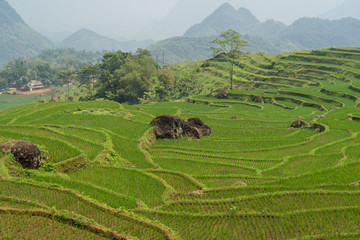 Newly planted rice terraces at Pu Luong Nature Reserve, Vietnam