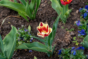 Colorfull flowers in spring
