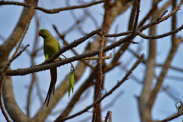 Fototapeta premium bird on a branch