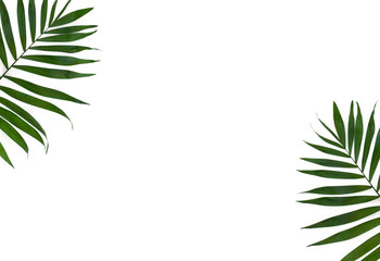 Naklejka na ściany i meble Tropical leaves palm tree on a white background with space for text. Top view, flat lay