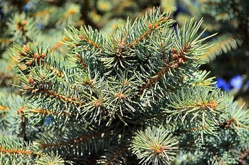 christmas tree branches