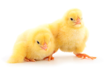 Two yellow chicks.