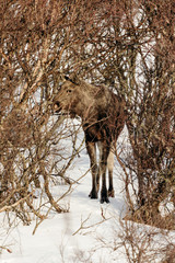 Moose en islas Lofoten