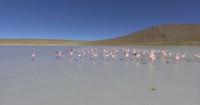 Large Group of Flamingos in Spectacular Lake are Feeding, Walking and Relaxing in Eduardo Abaroa National Park, Uyuni, Potosi / Bolivia