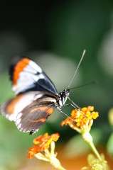 Schmetterling auf Blume