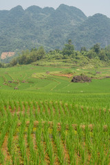 Newly planted rice terraces at Pu Luong Nature Reserve, Vietnam