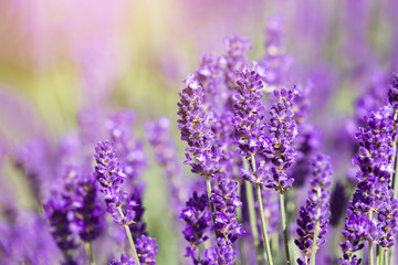 Soft focus on lavender flower, beautiful lavender flower. Lavender background.