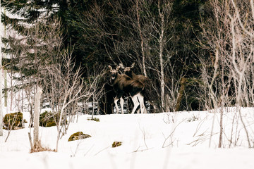 Moose en islas Lofoten